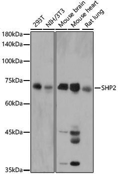 Anti-SHP2 Rabbit pAb