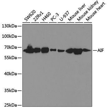 [KO Validated] Anti-AIF Rabbit pAb