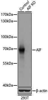 [KO Validated] Anti-AIF Rabbit pAb