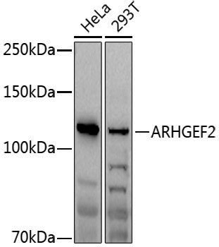 Anti-GEF H1 Rabbit pAb