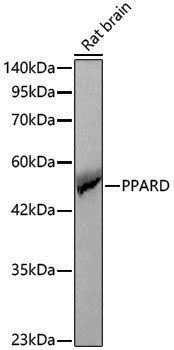 Anti-PPAR delta Rabbit pAb