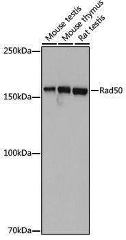 Anti-Rad50 Rabbit pAb
