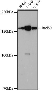 Anti-Rad50 Rabbit pAb