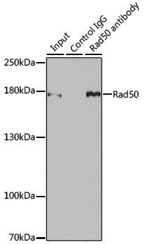 Anti-Rad50 Rabbit pAb
