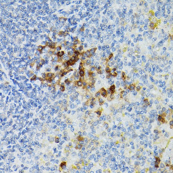 Anti-CD25 Rabbit pAb