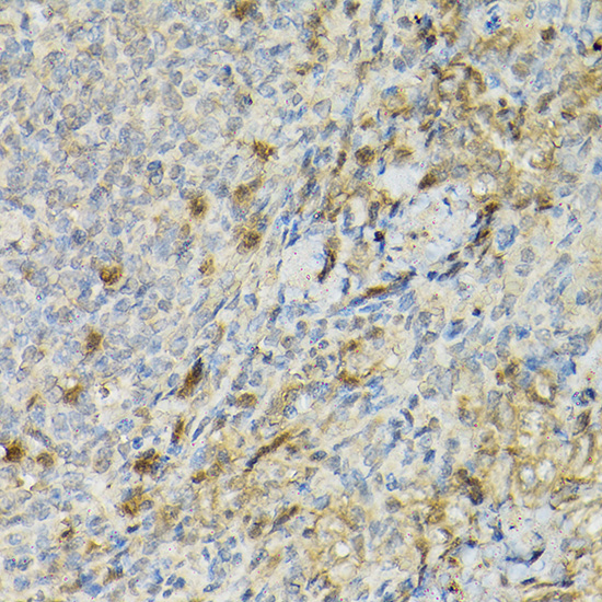 Anti-CD25 Rabbit pAb