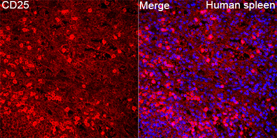 Anti-CD25 Rabbit pAb