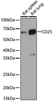 Anti-CD25 Rabbit pAb