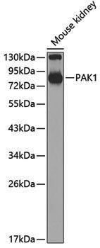 Anti-PAK1 Rabbit pAb