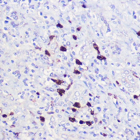 Anti-p21 Rabbit pAb