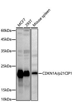 Anti-p21 Rabbit pAb