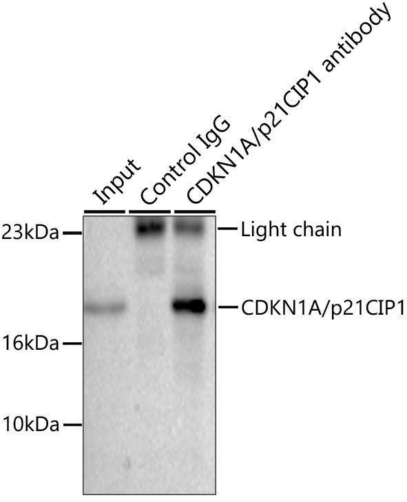 Anti-p21 Rabbit pAb