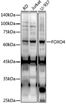 Anti-FOXO4 Rabbit pAb