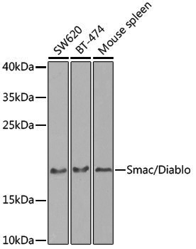 Anti-SMAC Rabbit pAb