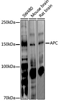 Anti-APC Rabbit pAb