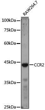 Anti-CCR2 Rabbit pAb