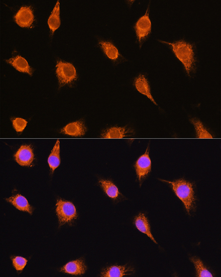 Anti-alpha Sarcoglycan Rabbit pAb