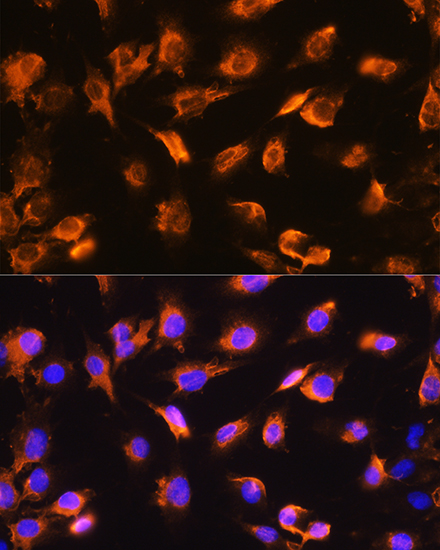 Anti-alpha Sarcoglycan Rabbit pAb