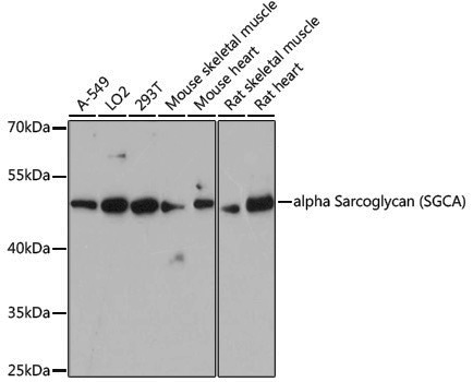 Anti-alpha Sarcoglycan Rabbit pAb