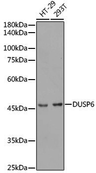 Anti-DUSP6 Rabbit pAb