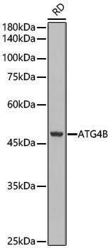 Anti-ATG4B Rabbit pAb