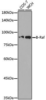 Anti-BRAF Rabbit pAb