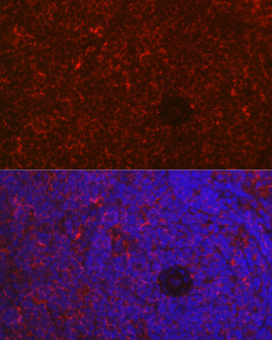 Anti-NFATC2 Rabbit pAb