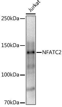 Anti-NFATC2 Rabbit pAb