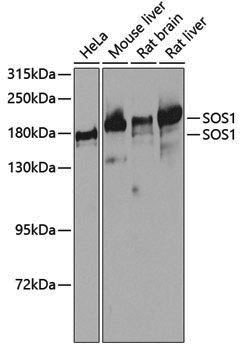 Anti-SOS1 Rabbit pAb