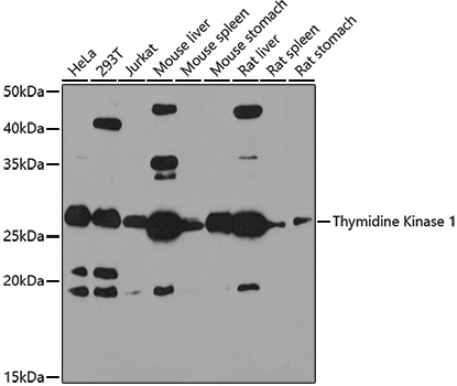 Anti-Thymidine Kinase Rabbit pAb