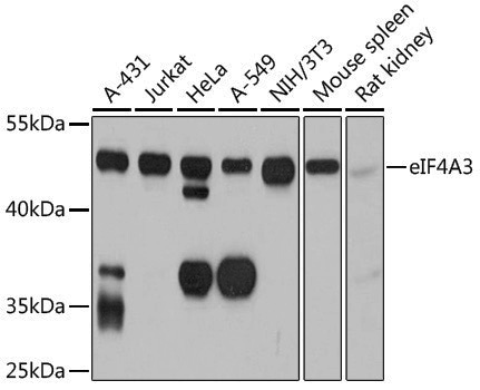 Anti-eIF4A3 Rabbit pAb