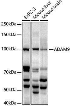 Anti-ADAM9 Rabbit pAb