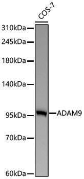 Anti-ADAM9 Rabbit pAb