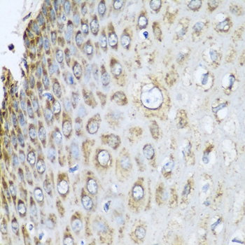 Anti-Prohibitin-2 Rabbit pAb