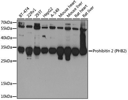Anti-Prohibitin-2 Rabbit pAb
