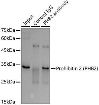 Anti-Prohibitin-2 Rabbit pAb