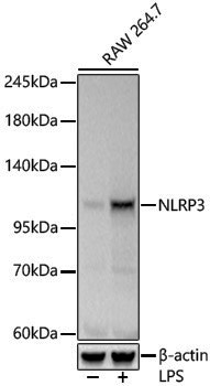 Anti-NLRP3 Rabbit pAb