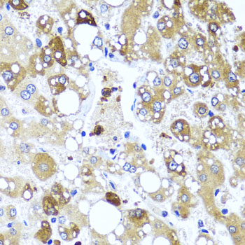 Anti-IL-4 Rabbit pAb