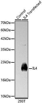 Anti-IL-4 Rabbit pAb