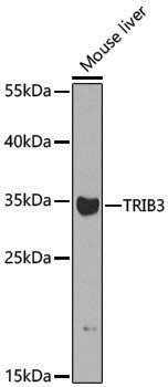 Anti-TRIB3 Rabbit pAb