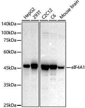 Anti-eIF4A1 Rabbit pAb
