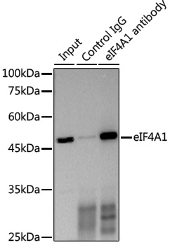 Anti-eIF4A1 Rabbit pAb
