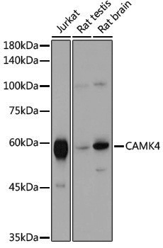 Anti-CAMKIV Rabbit pAb