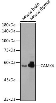 Anti-CAMKIV Rabbit pAb