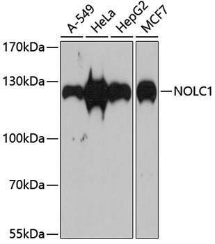 Anti-NOLC1 Rabbit pAb