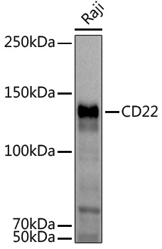 Anti-CD22 Rabbit pAb