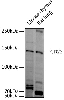 Anti-CD22 Rabbit pAb