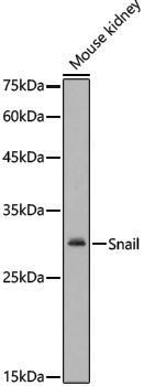 Anti-SNAI1 Rabbit pAb