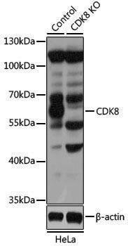 [KO Validated] Anti-Cdk8 Rabbit pAb