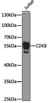 [KO Validated] Anti-Cdk8 Rabbit pAb